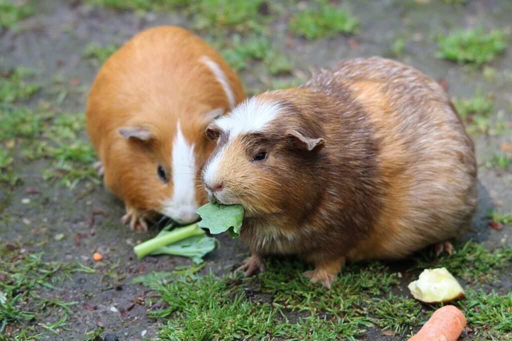 Meerschweinchen Ernährung