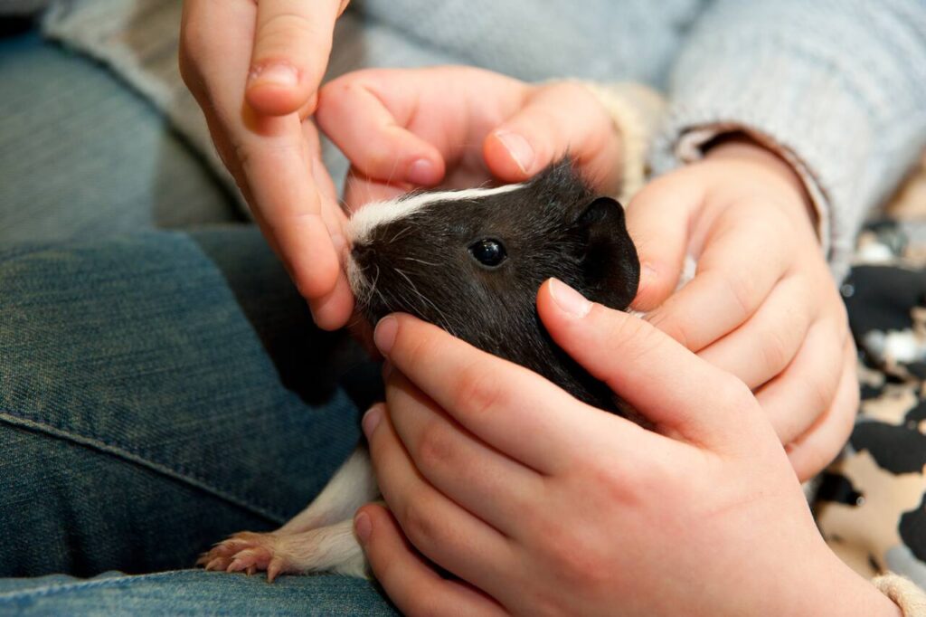 dass nur unter bestimmten Bedingungen Meerschweinchen gute Haustiere für Kinder sind 1