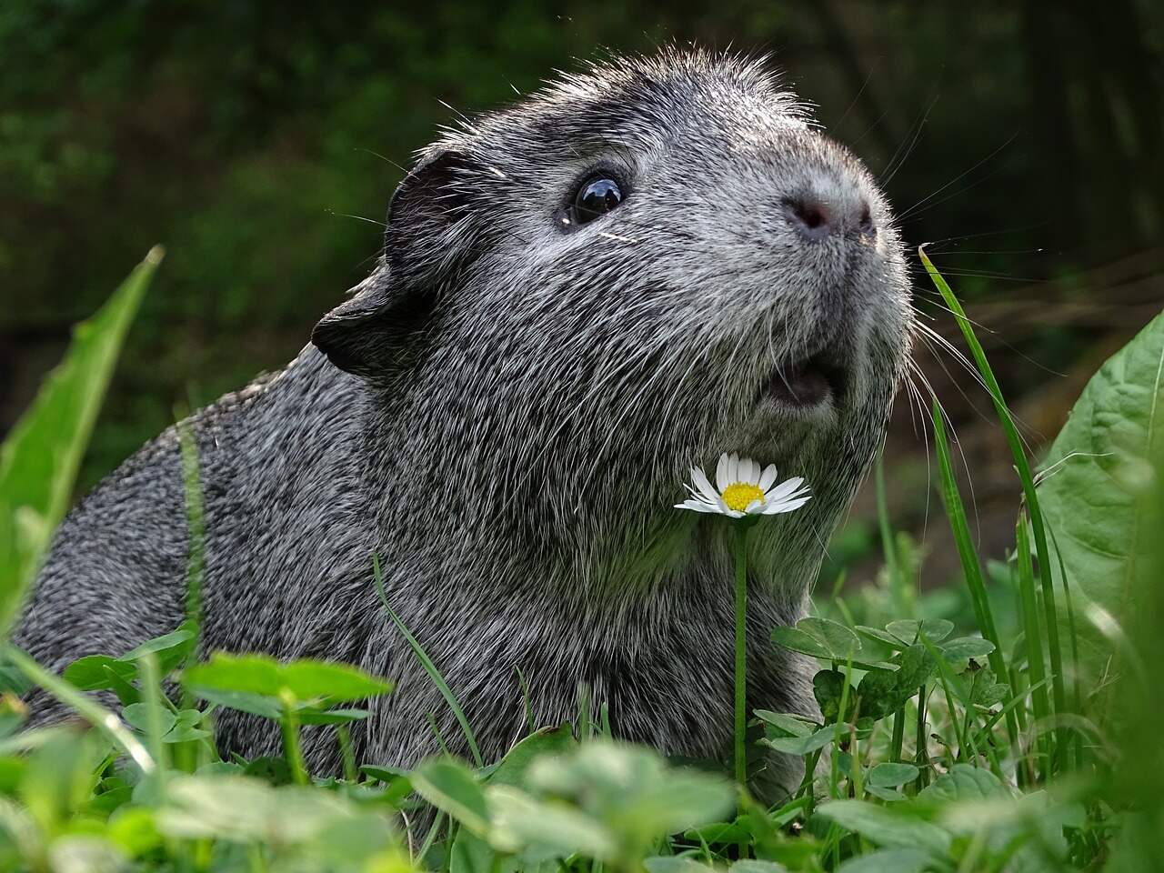 Wie gut können Meerschweinchen hören