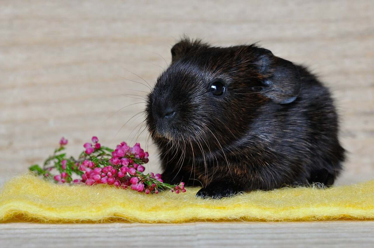 kann ich ein meerschweinchen allein halten