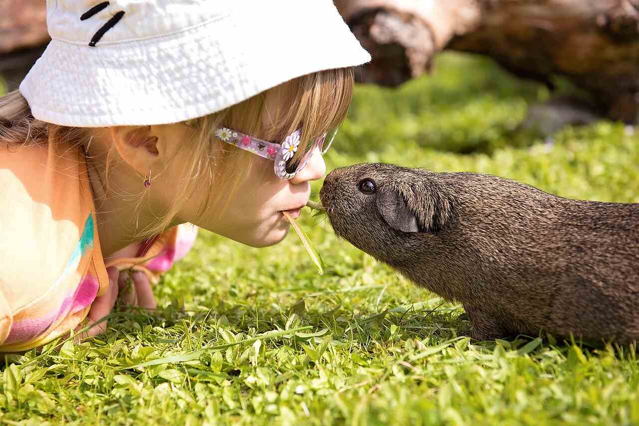 Meerschweinchen für Kinder