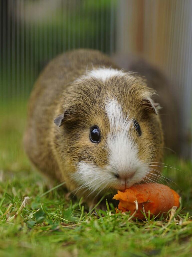 Meerschweinchen und Kinder