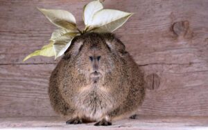 Meerschweinchen Haustier für Kinder