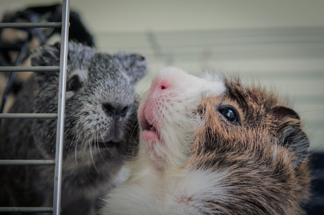 Meerschweinchen knabbert am Gitter