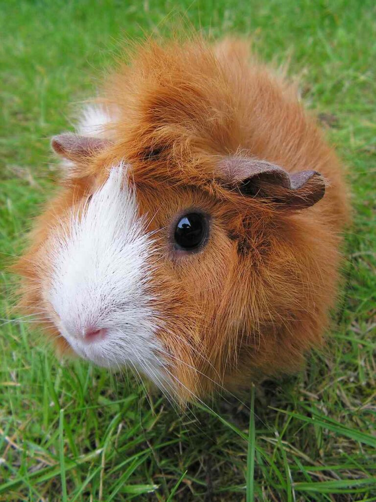 meerschweinchen anschaffungskosten