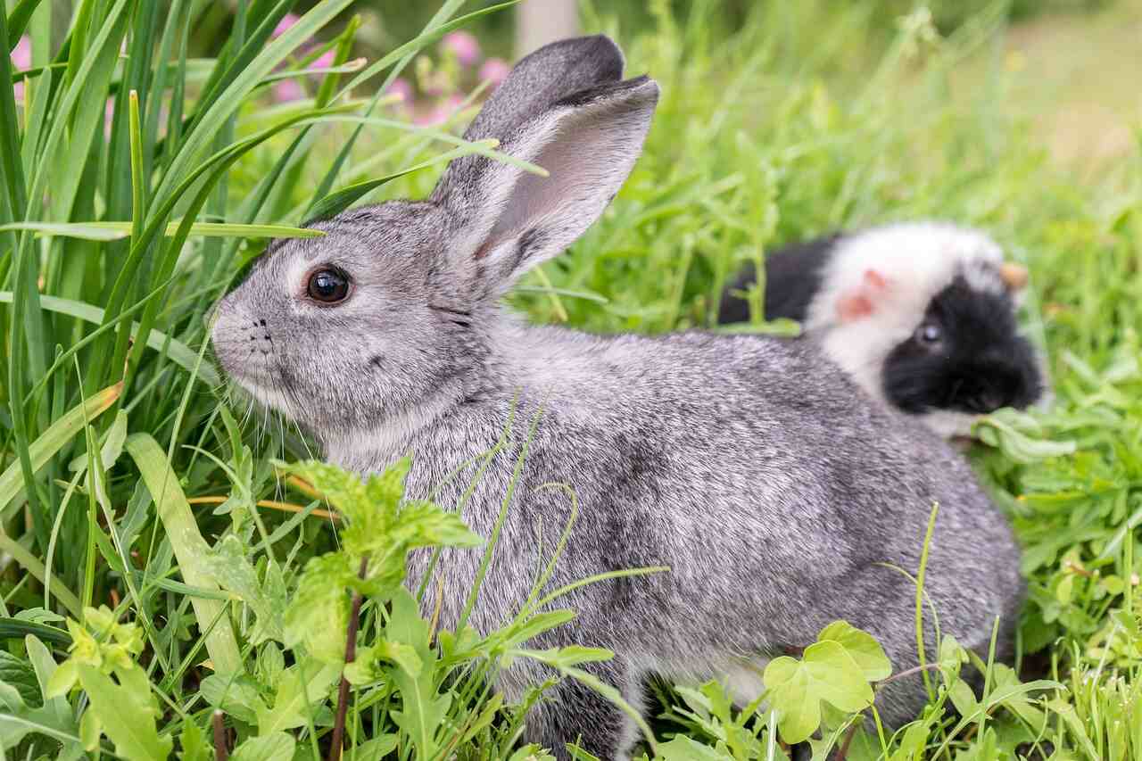 Meerschweinchen und Kaninchen zusammen halten