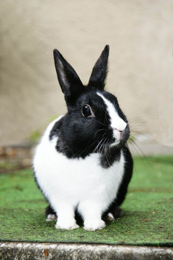 Meerschweinchen und Kaninchen zusammen