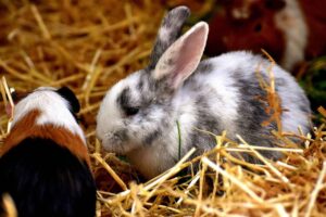 Meerschweinchen und Kaninchen