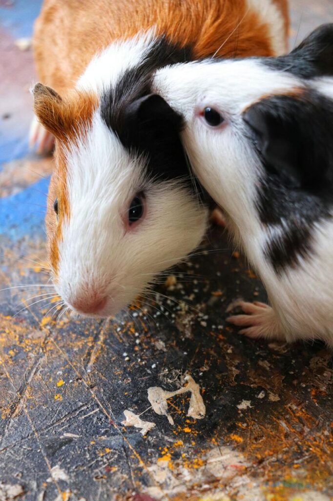 Vergesellschaftung bei Meerschweinchen