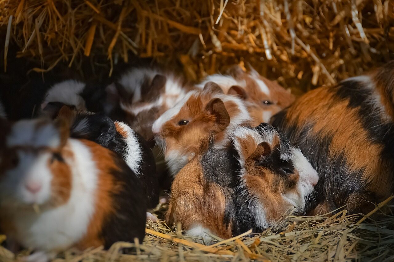 Wie kann ich mein Meerschweinchen vergesellschaften?