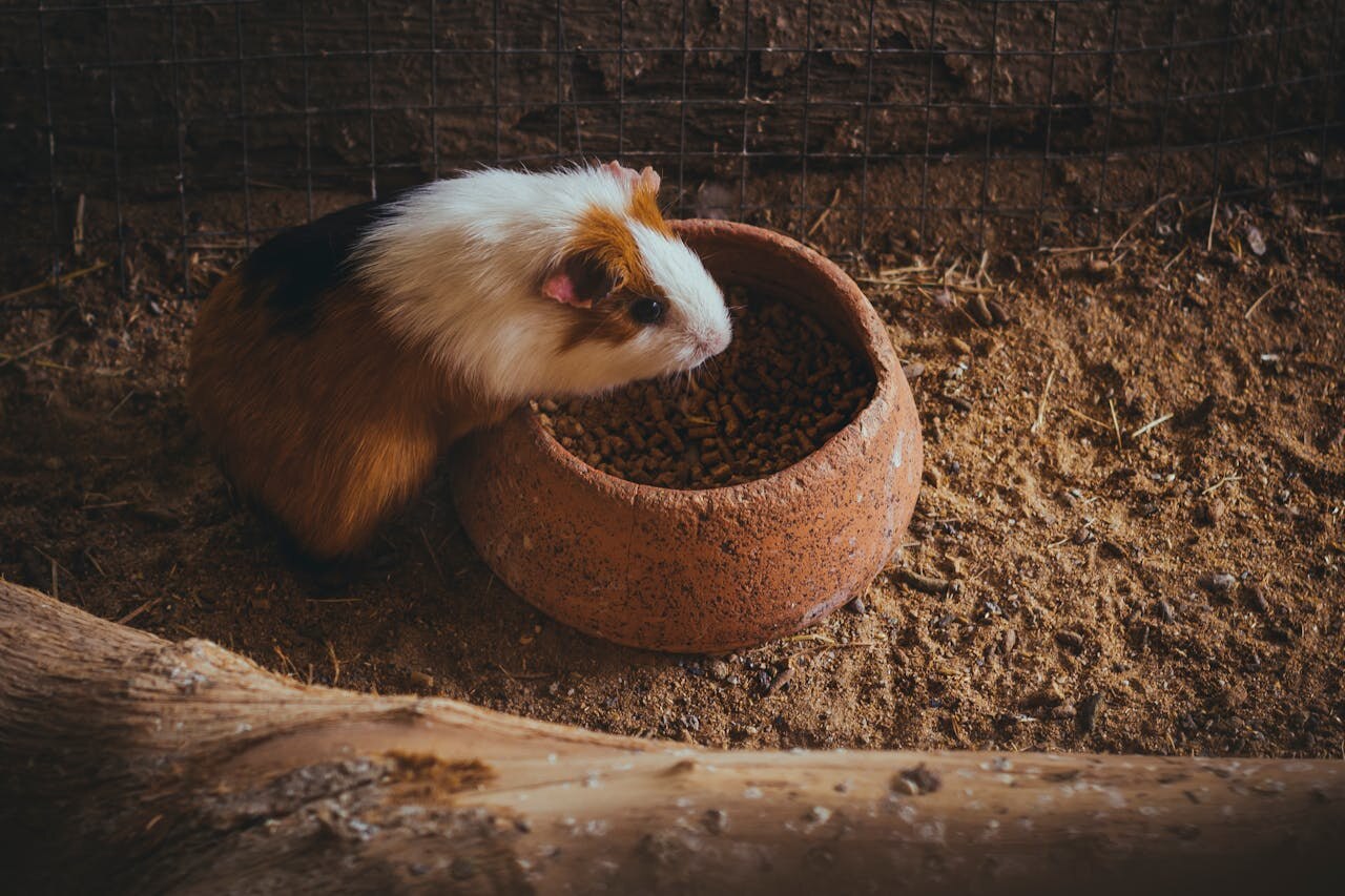 Wie groß muss ein Meerschweinchenkäfig sein