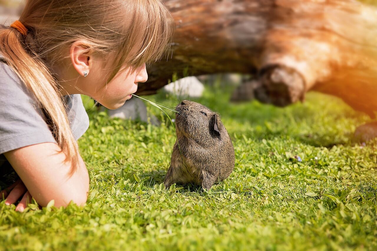 Wie viel Zeit mit Meerschweinchen Bild