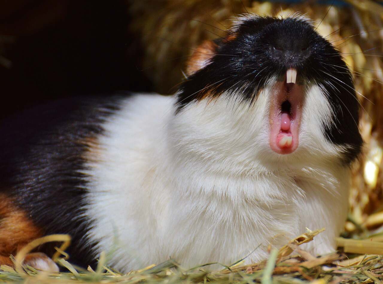 Meerschweinchen wird gejagd