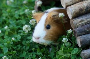 Hilfe mein Meerschweinchen wird gejagd